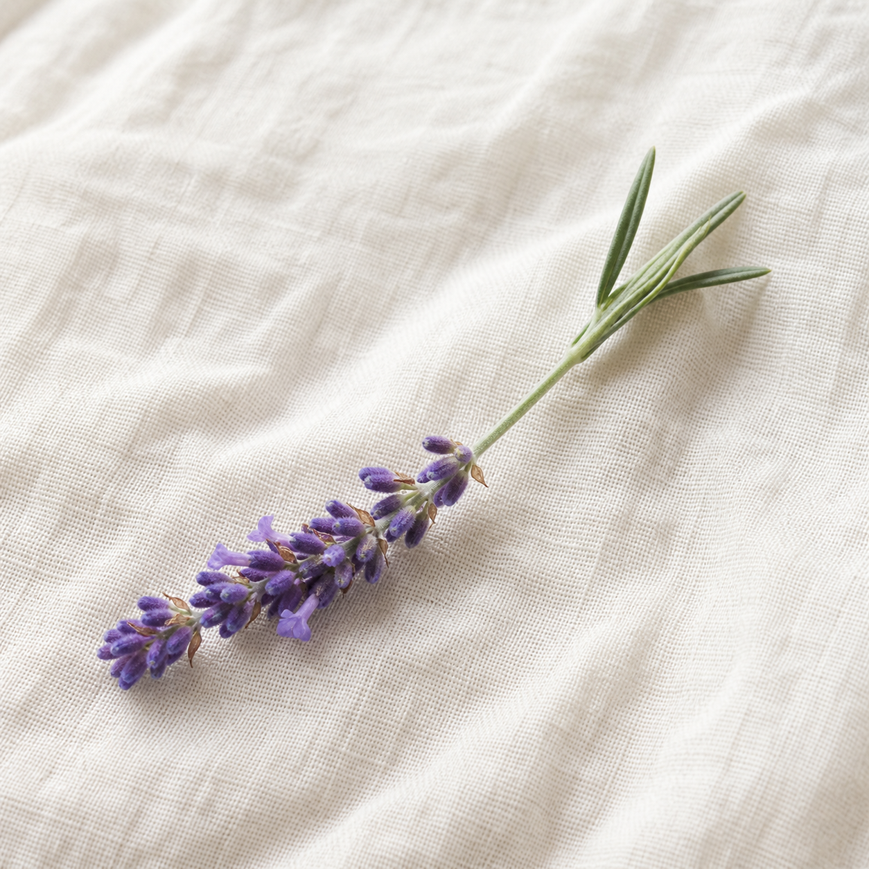Fresh lavender sprig on unbleached linen