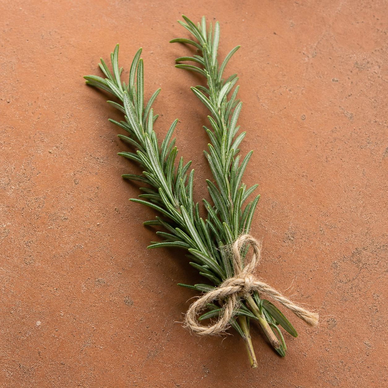 Rosemary sprigs bound with twine on terracotta